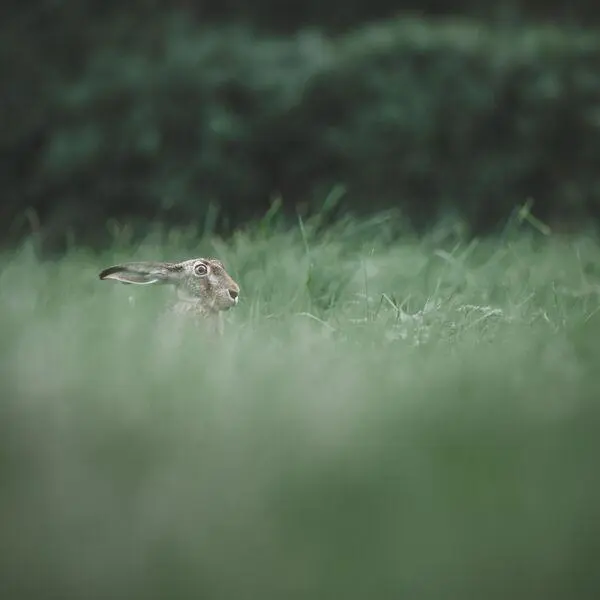 Humming Whale - Chasing Rabbits