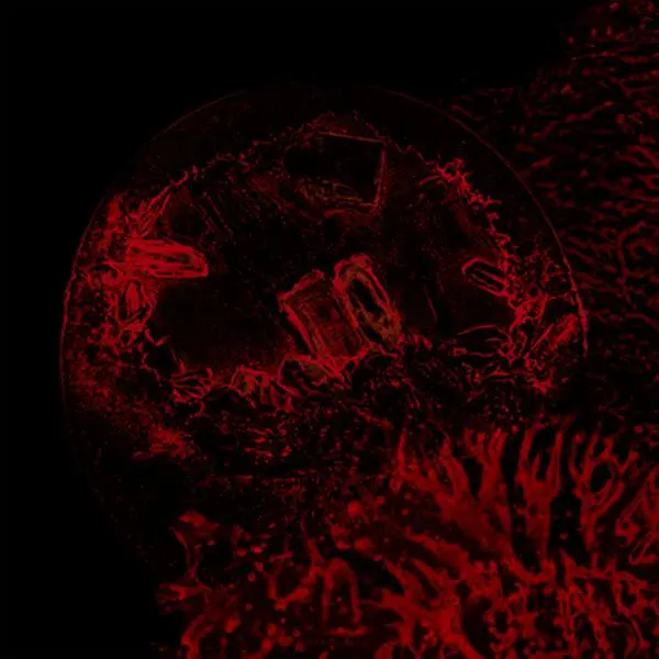 Impure Declaration / Of Veins, Tendons and Bones