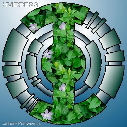 Hvidberg / Lesser Periwinkle